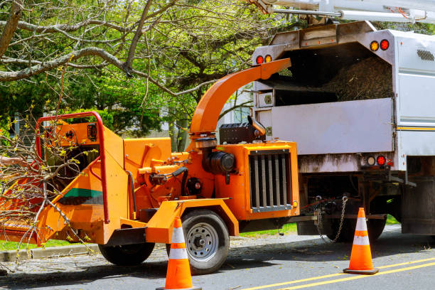 Best Commercial Tree Removal  in Woodbury, MN