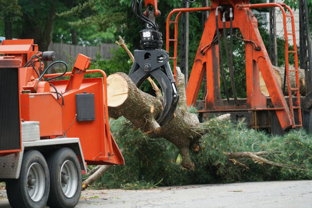 Trusted Woodbury, MN  Tree Services Experts